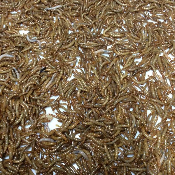 1000 Meal Worms For Sale