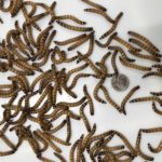 1.5-2" Large Superworms