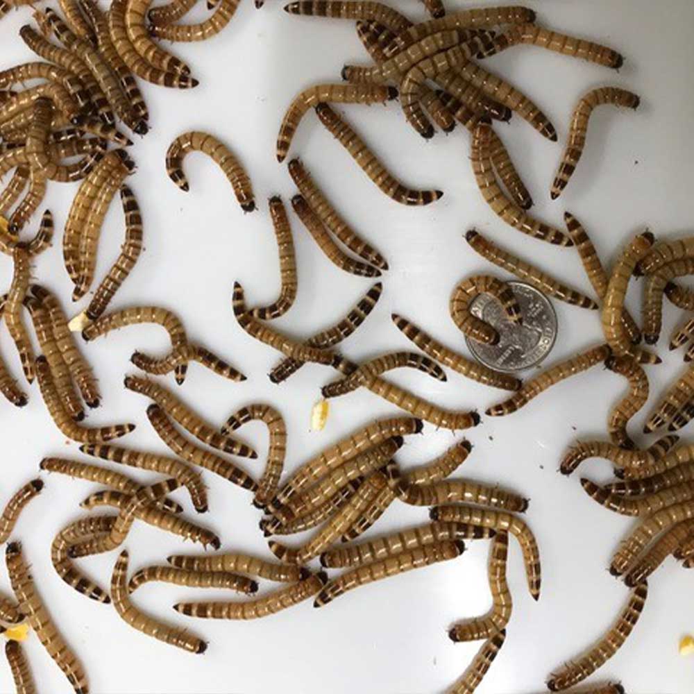 Mealworms and Other Feeders Wheat Bran Bedding and Gut-Load for Superworms 