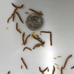 Sunshine State Worms Superworms Mealworms For Sale