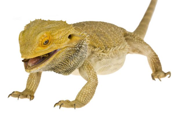 download wax worms for bearded dragons