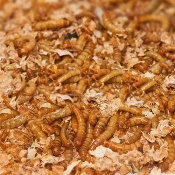 mealworm castings for sale