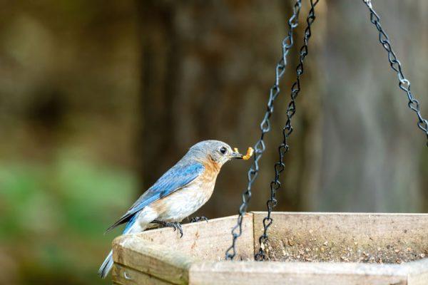 Why do Bluebirds Feed From Mealworms to Bird Seed? - Sunshine State Worms