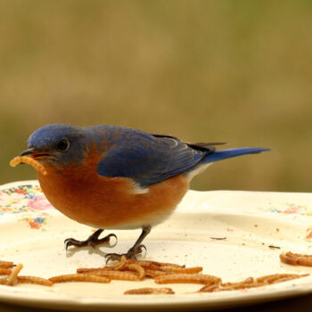 bluebirds diet