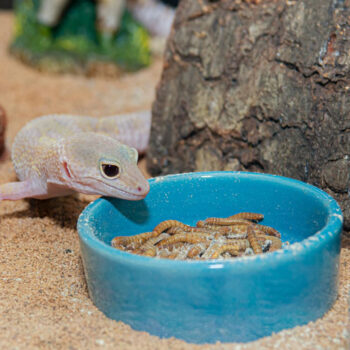 nutrition for pet reptiles