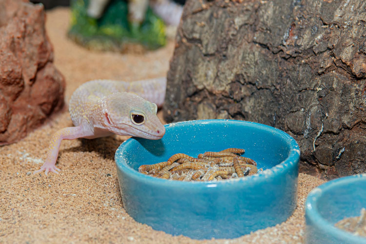 nutrition for pet reptiles