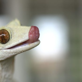 nutrition for crested geckos