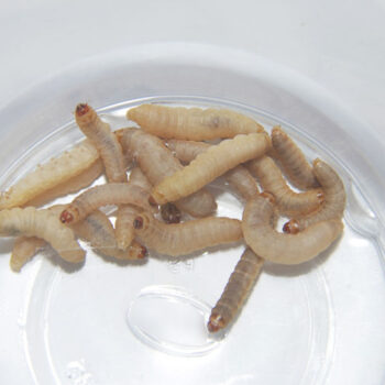 Waxworms for Pet Reptiles