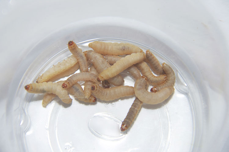 Waxworms for Pet Reptiles