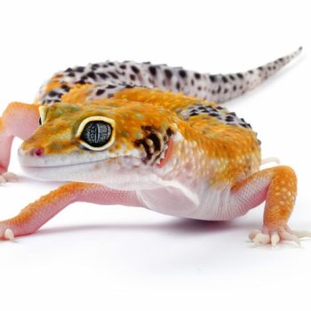 Healthy Pet Reptiles