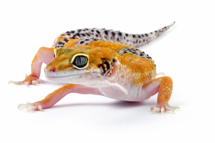 Healthy Pet Reptiles