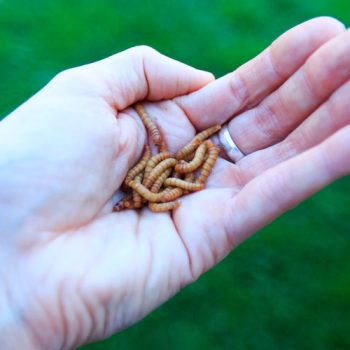 Mealworms and Superworms