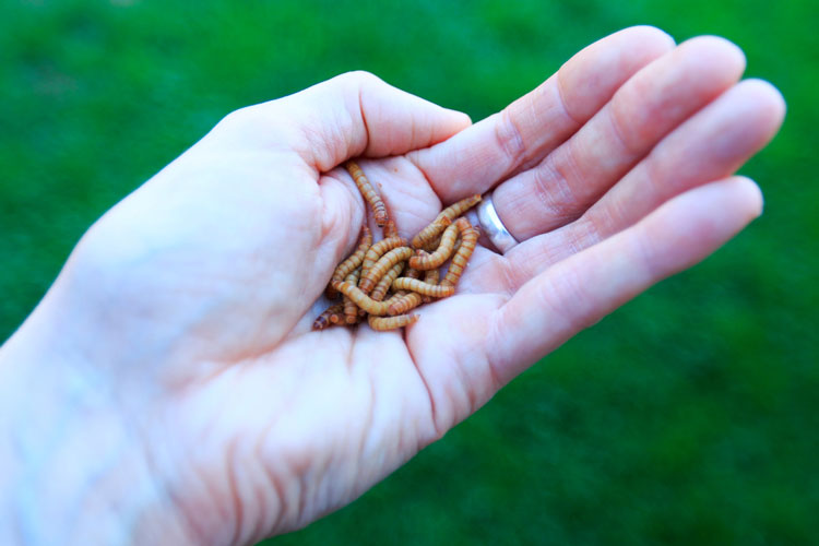 Mealworms and Superworms