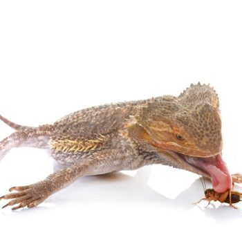 Nutrition for Bearded Dragons