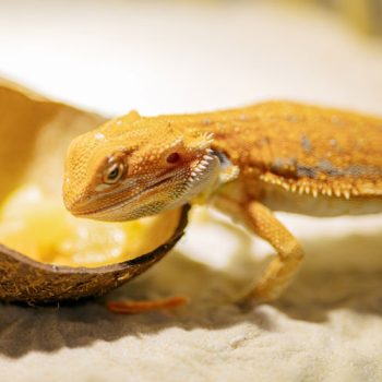 Superfood for Reptiles