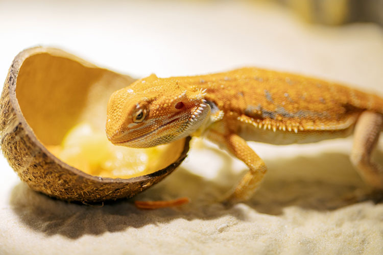 Superfood for Reptiles