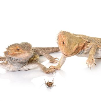 reptile diet plan