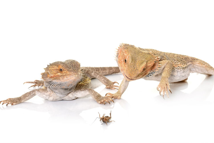 reptile diet plan