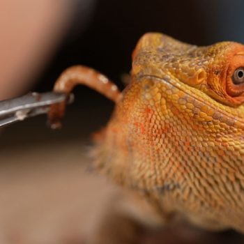 Mealworms and Bearded Dragons