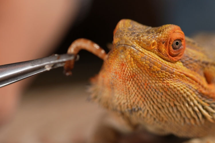 Mealworms and Bearded Dragons