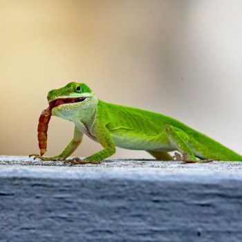 Mealworms and Chameleons