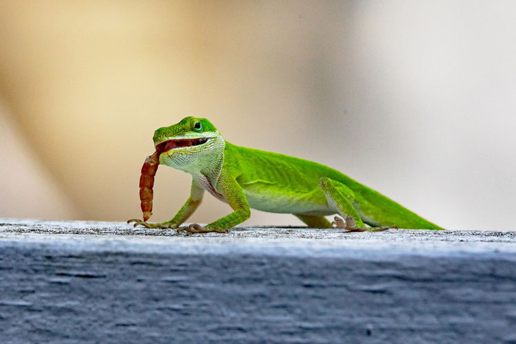 Mealworms and Chameleons
