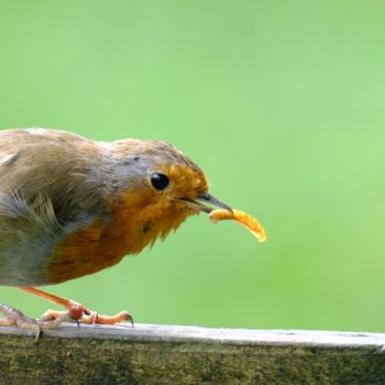 Snack for Birds