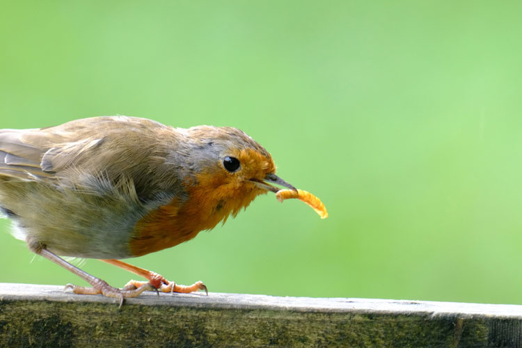 Snack for Birds