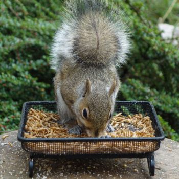 Big Nutrition for Pets