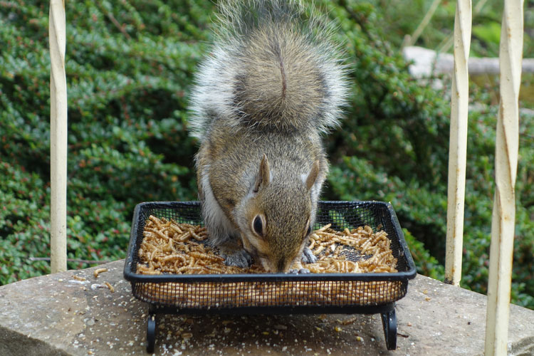 Big Nutrition for Pets