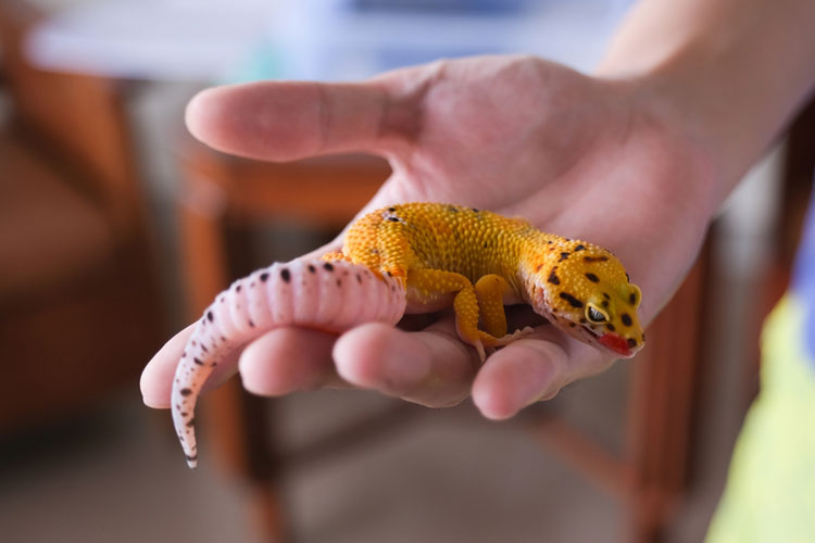 Nutrition for Reptile Pets