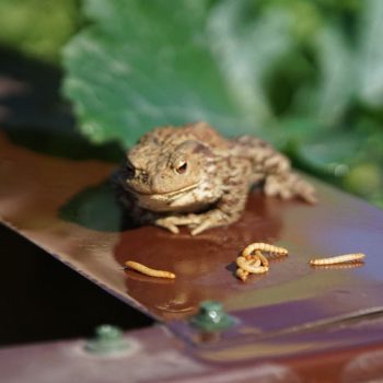 Feeder Mealworms