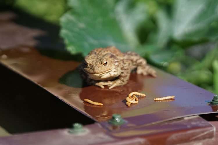 Feeder Mealworms
