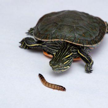 Mealworms vs. Superworms