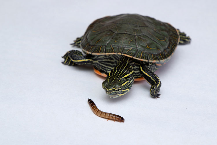 Mealworms vs. Superworms