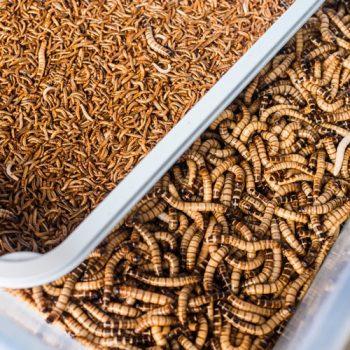 gut-loading mealworms