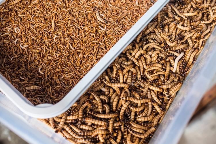 gut-loading mealworms