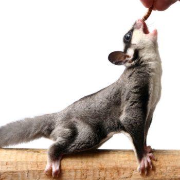 mealworms vs crickets nutrition