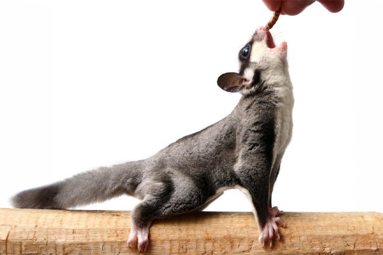 mealworms vs crickets nutrition