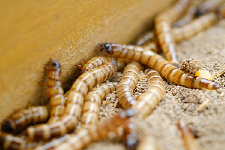Mealworm Castings