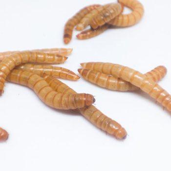 Worms as Fishing Bait