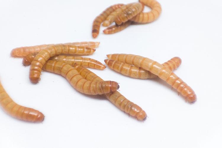 Worms as Fishing Bait