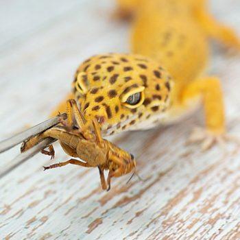 Crickets for Maximum Nutrition