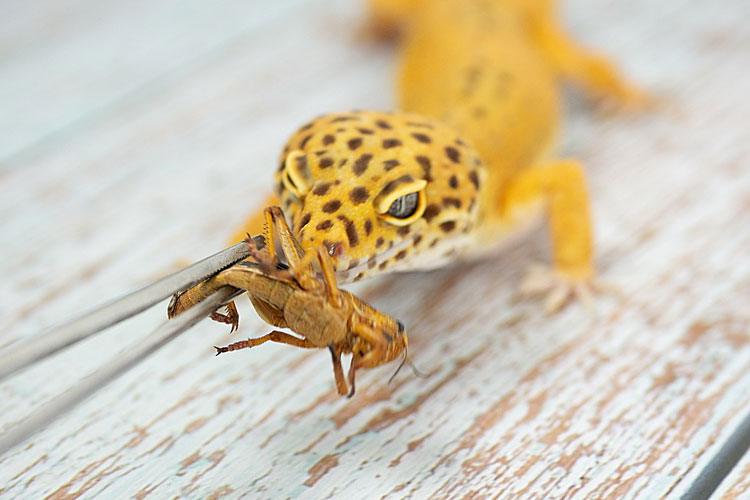 Crickets for Maximum Nutrition