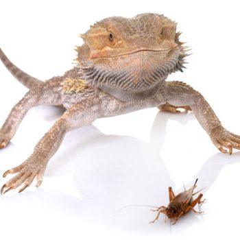 live crickets for bearded dragons