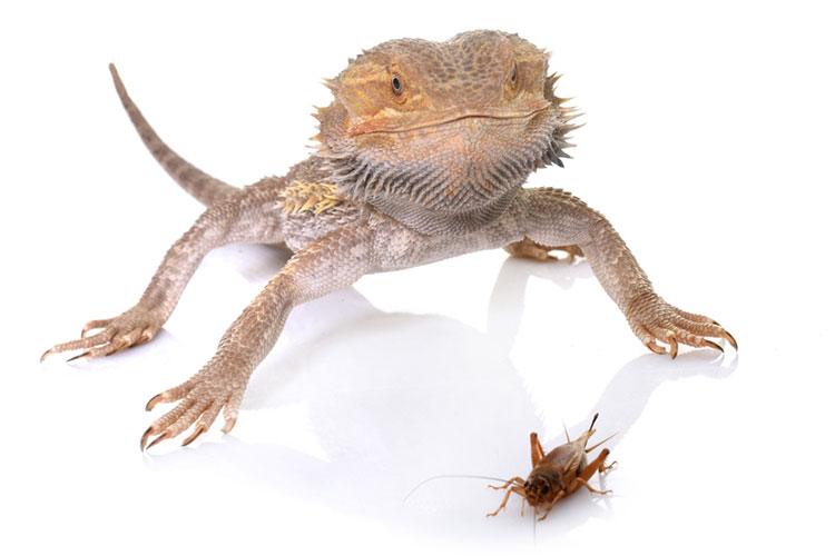 live crickets for bearded dragons