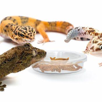 Fresh Live Feeder Worms for sale