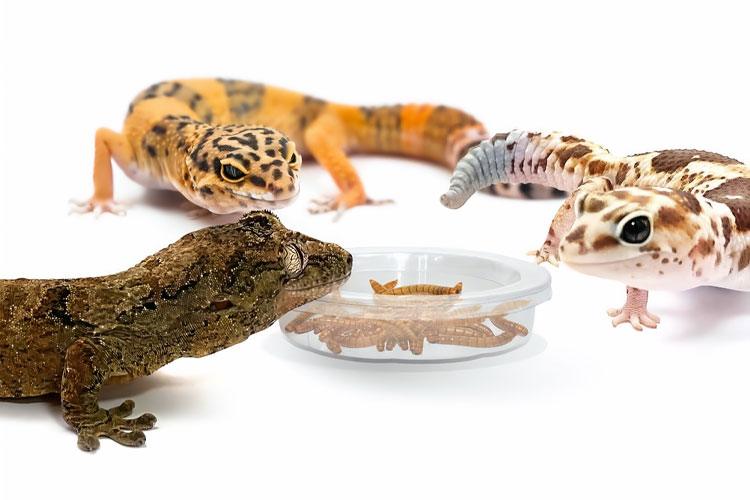 Fresh Live Feeder Worms for sale