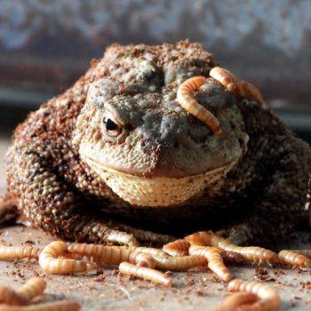High-Protein Feeder Insect